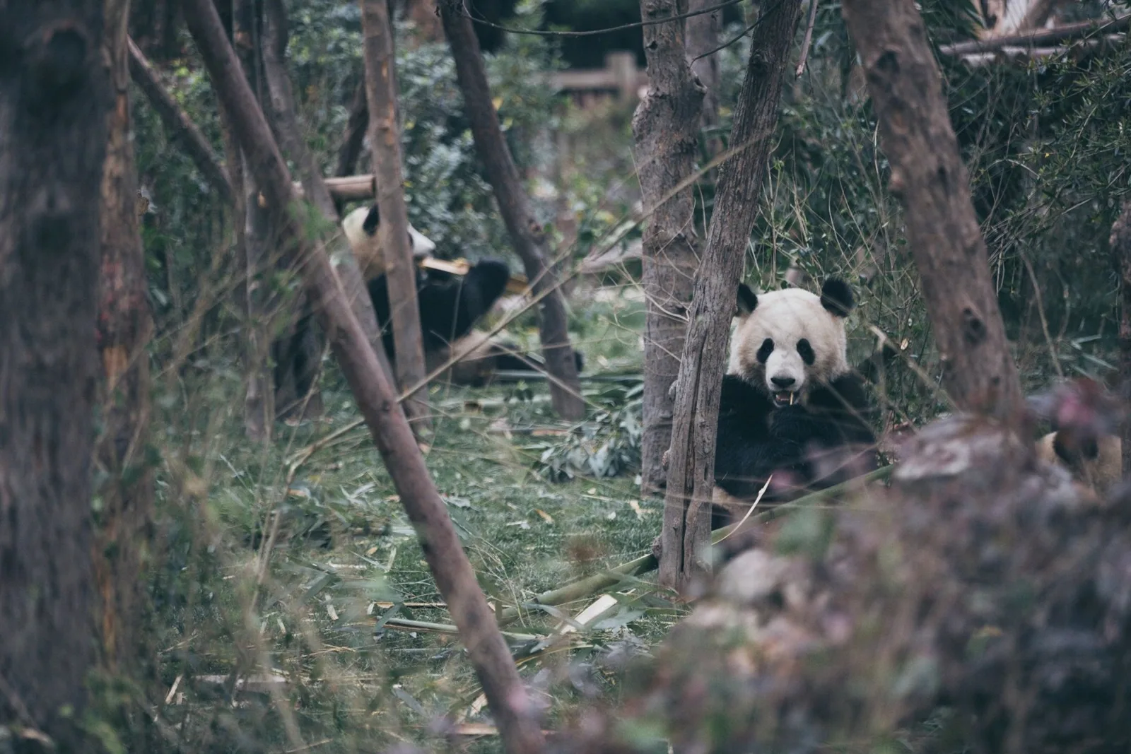 9 Days of Panda Discovery and Cycling in the Outskirts around Chengdu