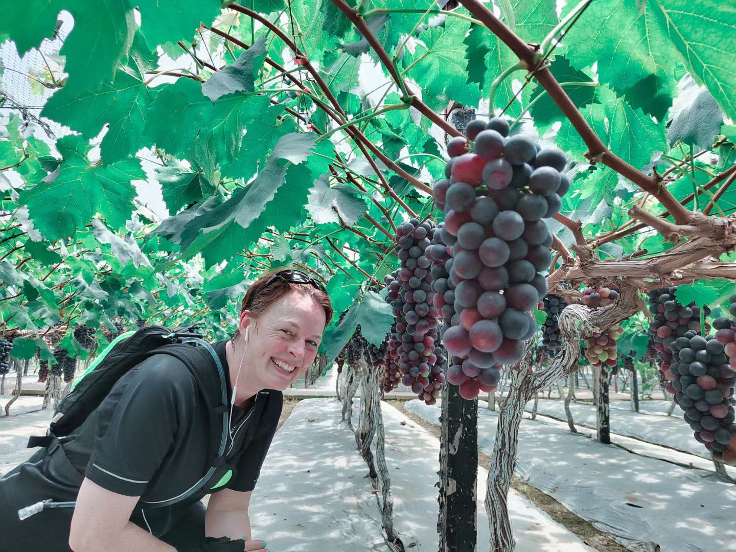 Traveler beneath grapevines with clusters of grapes