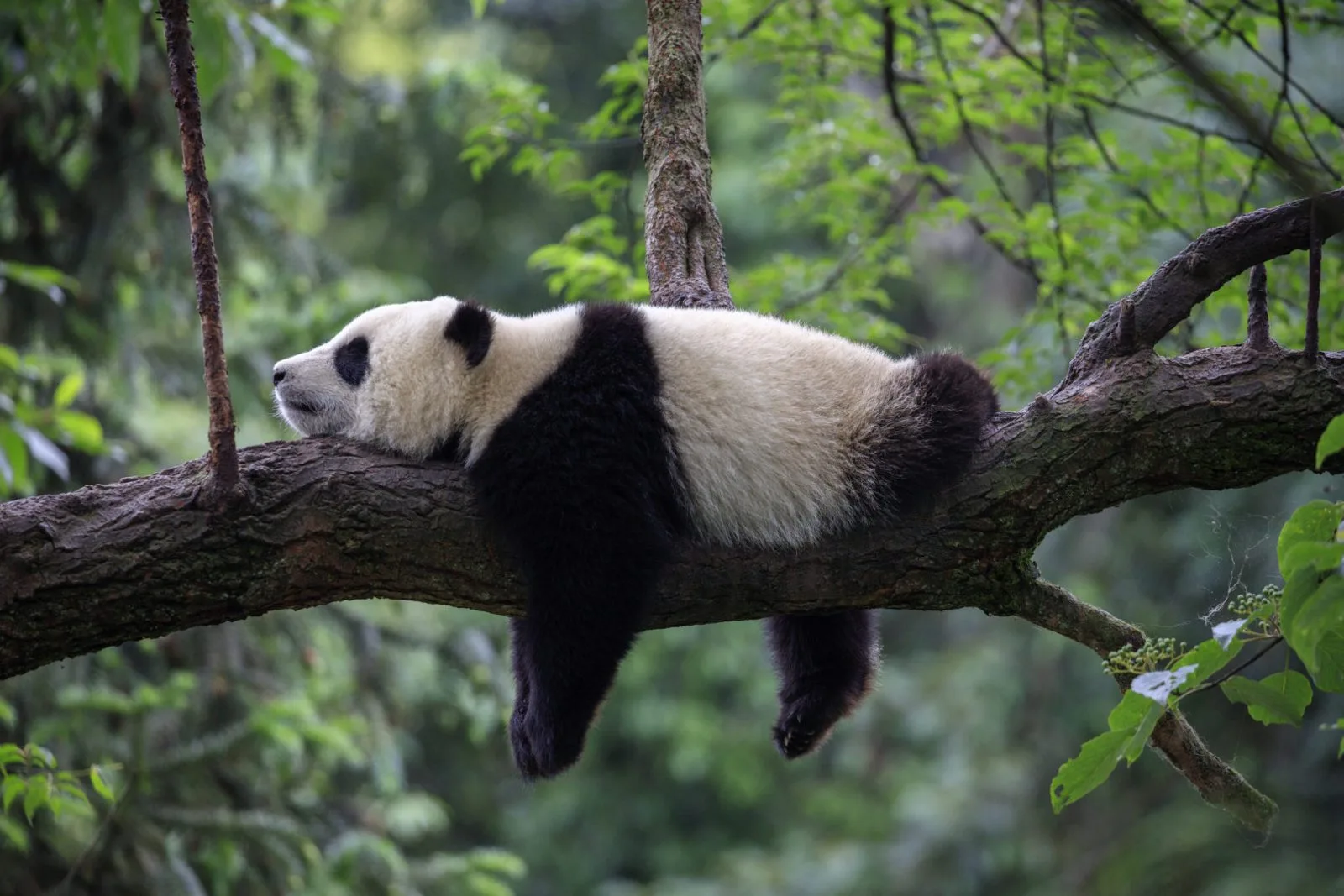 sichuan panda