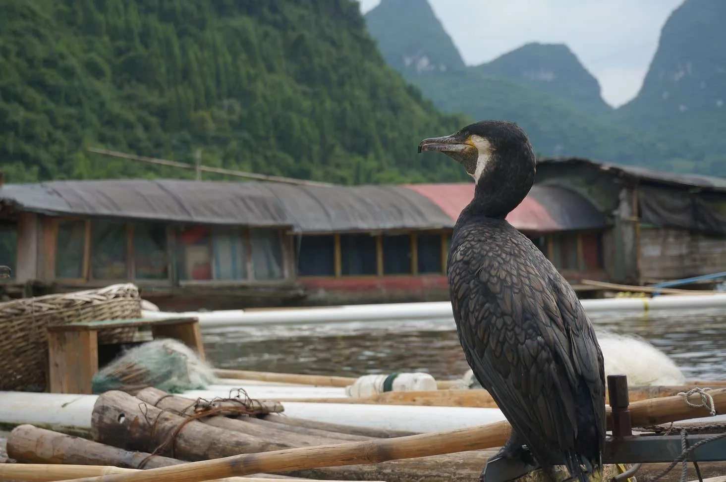 Li River Guilin by Colleen O'Connor