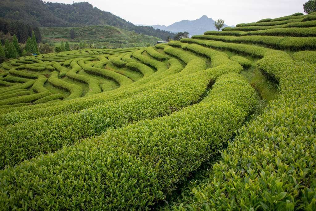 Fujian Tea Fields