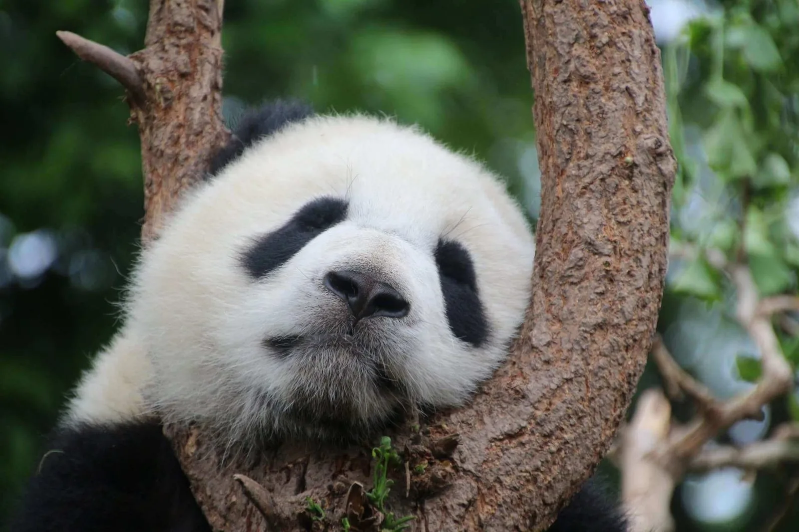 Luxury Travel Experiences in China