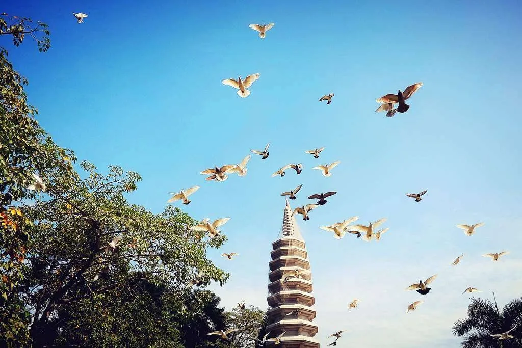 Pigeon fly in Fujian