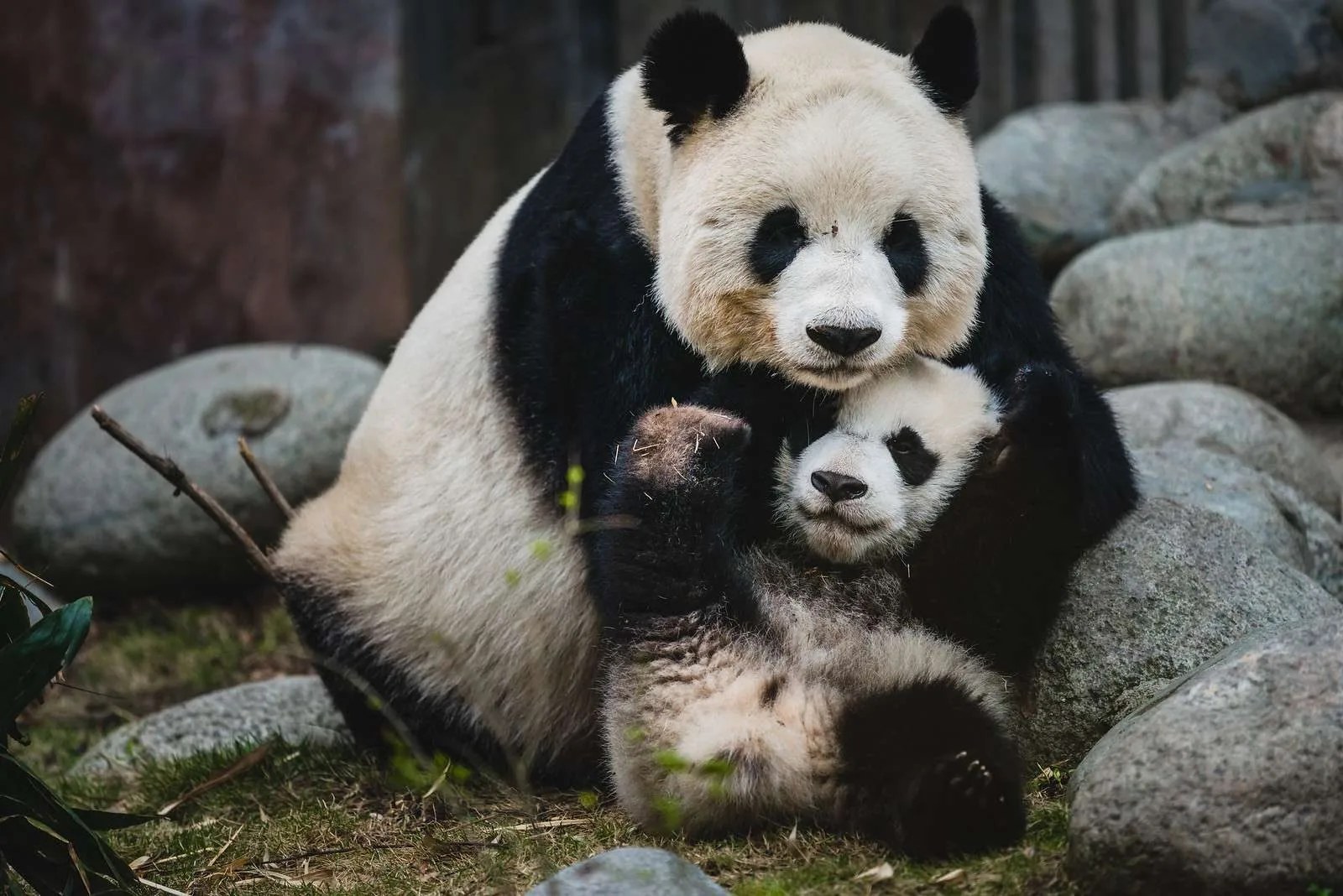 Chengdu: Panda Country