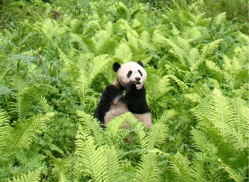 The Middle Kingdom: Pandas and Warriors
